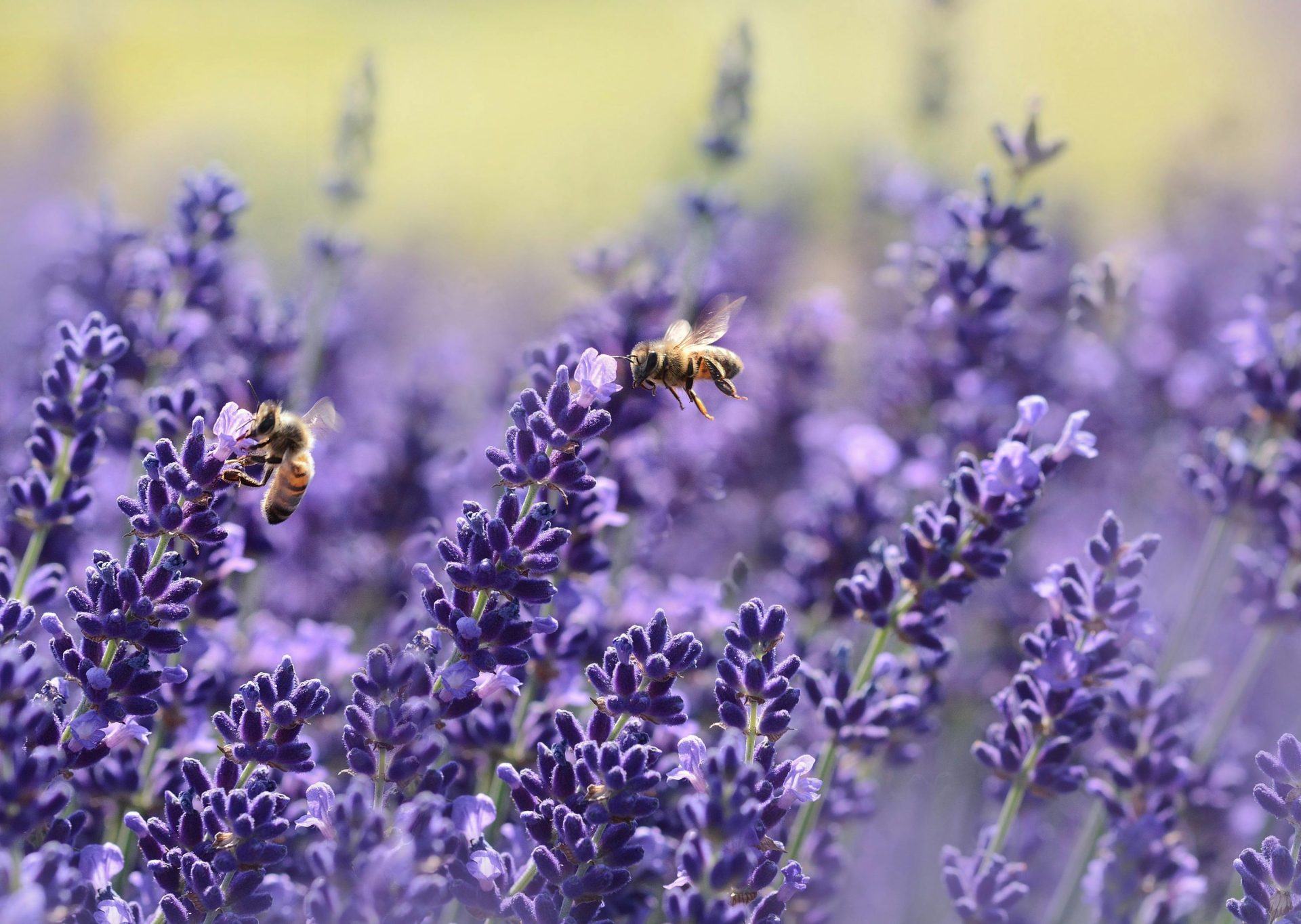 olio essenziale di Lavanda: proprietà, benefici e come usarlo